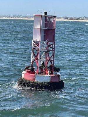 Sea lions