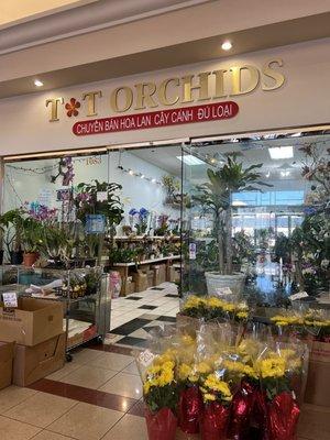 Lunar New Year flowers, trees, and arrangements at T&T Orchids