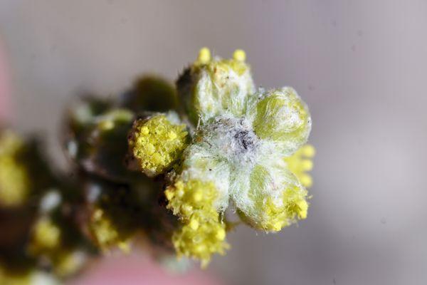 succulent flower close up