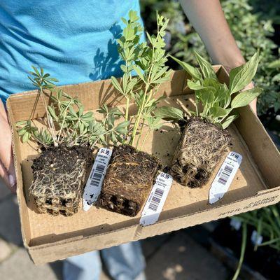 Native plant plugs!