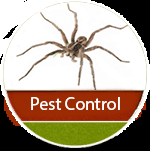 We can help you get rid of everything from ants, box elder bugs, and the ever frighting hobo spider!