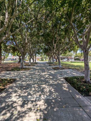 Walkway between the trees. Nice and shady