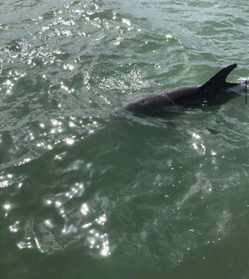 Saw numerous dolphins during the excursion.