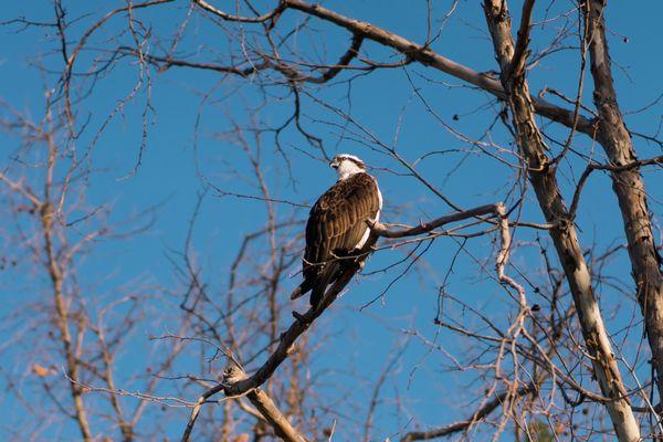 Spotted a beautiful bird looking down on me.