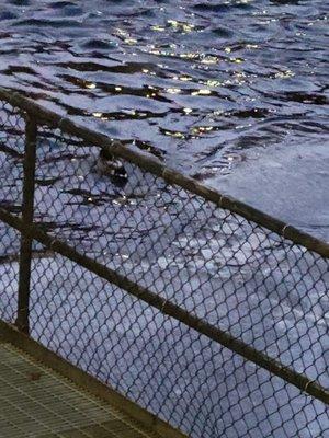 Duck in frigid water