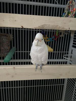 Bubba - Goffin Cockatoo