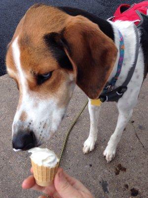 My dog sure loved her ice cream