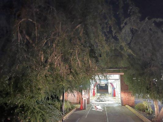 Welcome to the Jungle! Want a car wash?