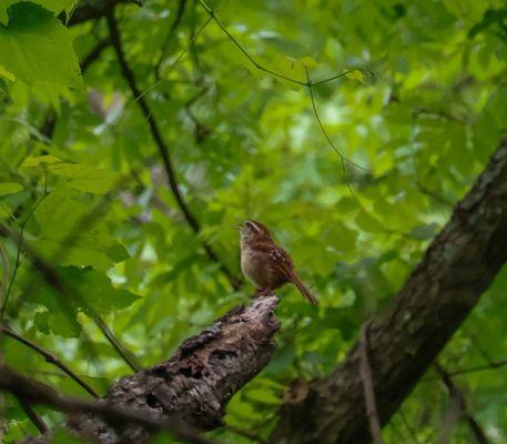 A Carolina wren off of the old oak trail (I think that was the trail)