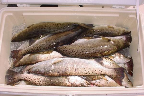 Cooler full of Specks!