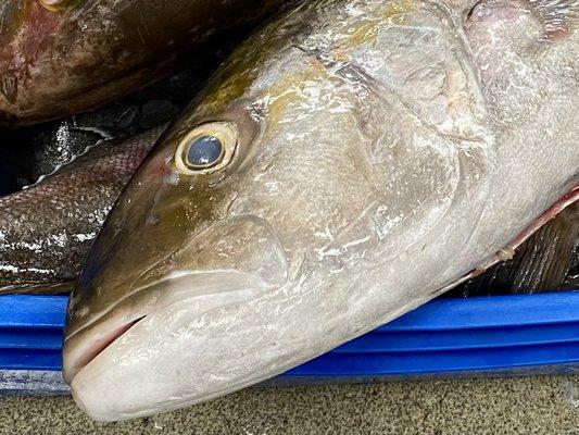 Local Gulf Amberjack