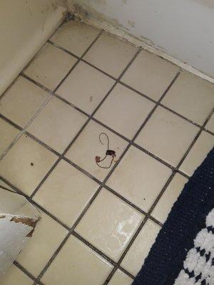 Here is how dirty and nasty the bathroom was. Also the tape worm that was in the bathroom.