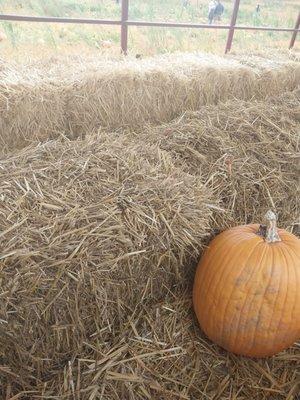 Hayride to pumpkin picking