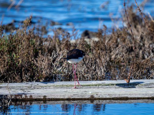 Moffett Bay Trail