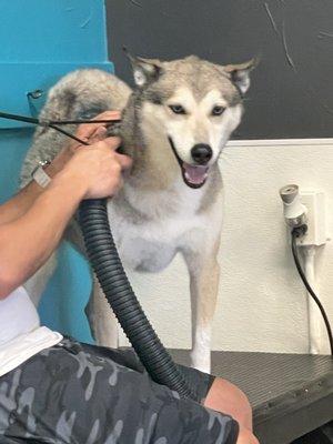 Enjoying his blow dry