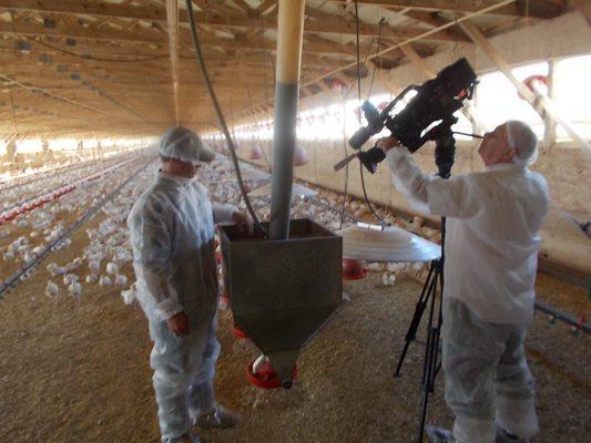 Agriculture promo video on turkey farms