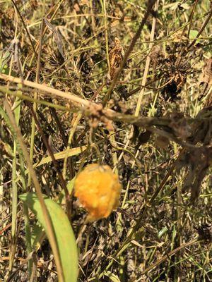 Invasive plant balsam-pear.