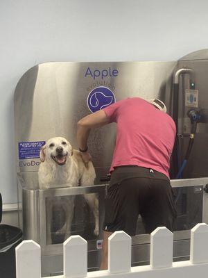 Happy, clean pup