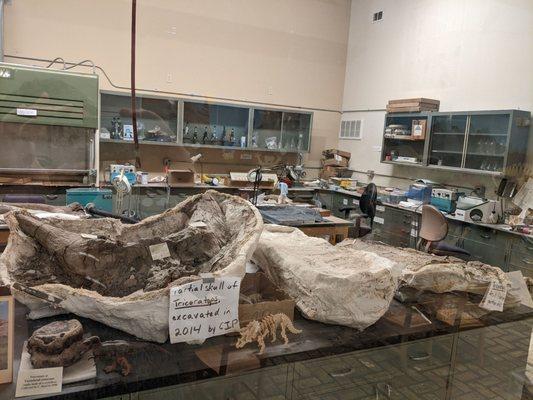 Triceratops skull in lab