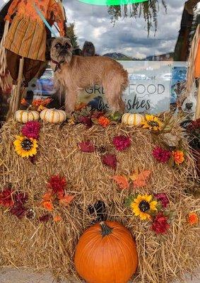 Pumpkin spice brussels griffon!