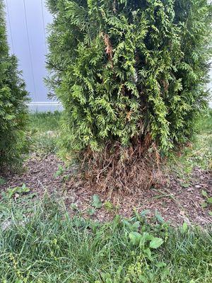 Shrub disease