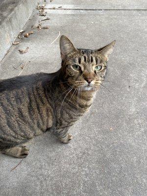 Tina the restaurant cat