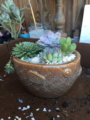 Succulent arrangement