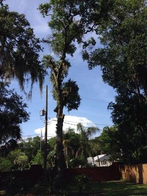 75ft laurel oak removal near power lines fence