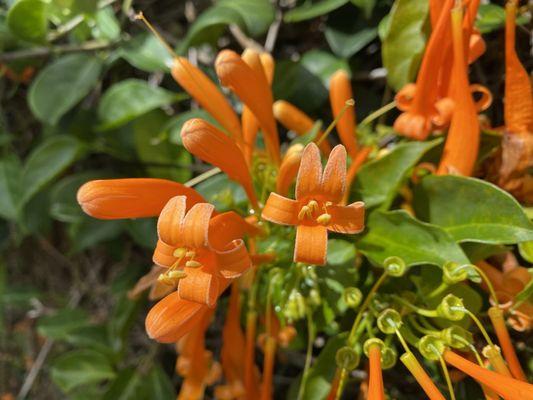 Cape Honeysuckle...