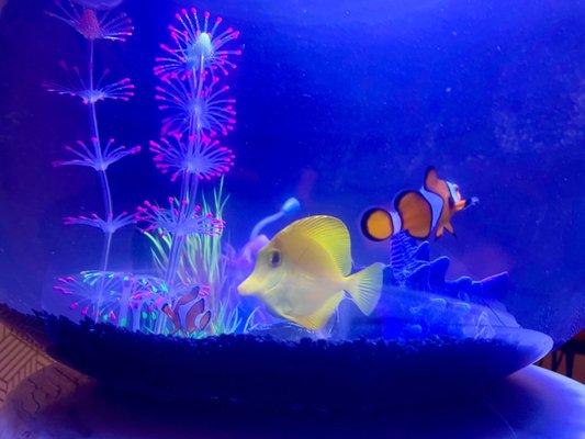 Nemo, Marlin, Dory and Bubbles!