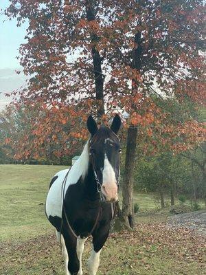 Shady Creek Farm