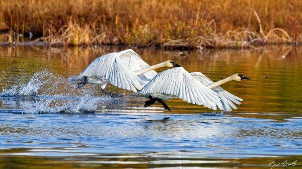 Fall, Alaska, Swan love.  

Photo Credit:  Rick Boots