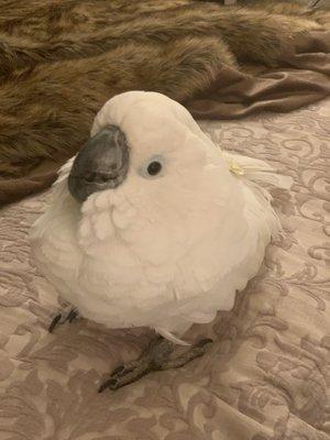 My cockatoo