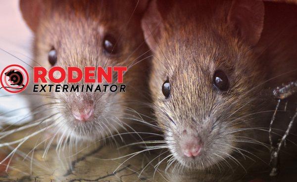 Rodent Exterminator