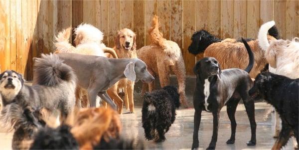 Doggie Daycare, Pool Time