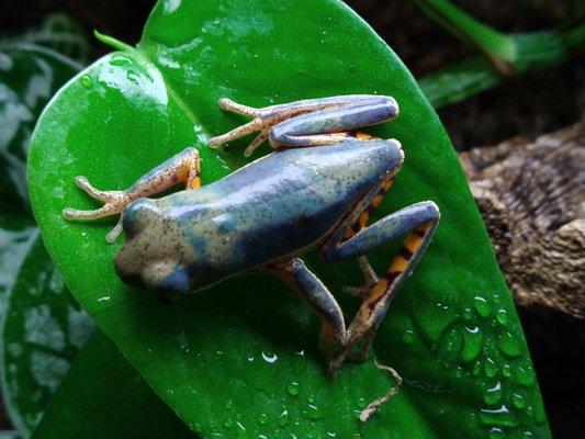 Tiger Leg Monkey Frog