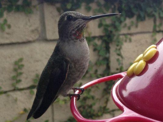 Christine of Paws Up Pet Care takes care of our Hummingbirds, too!