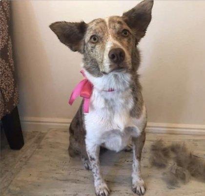 Emma and her itchy undercoat she doesn't want anymore.