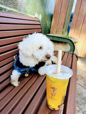 My doggie enjoying my passion fruit boba drink!