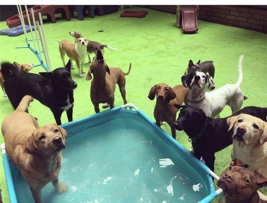 Tail-wagging Bliss: Paws-itively Perfect Day at D is for Doggy!  Backyard playtime is a dog's dream come true, and our furry friends could