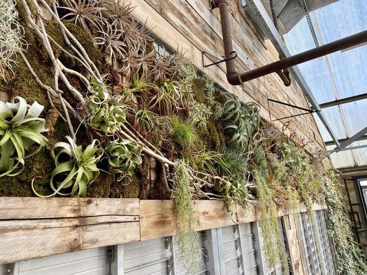 Air plant wall