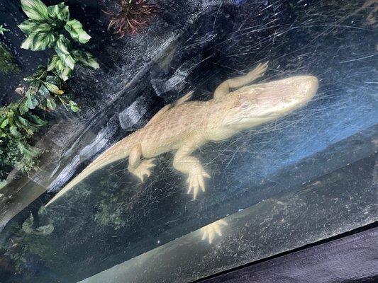 Albino alligator