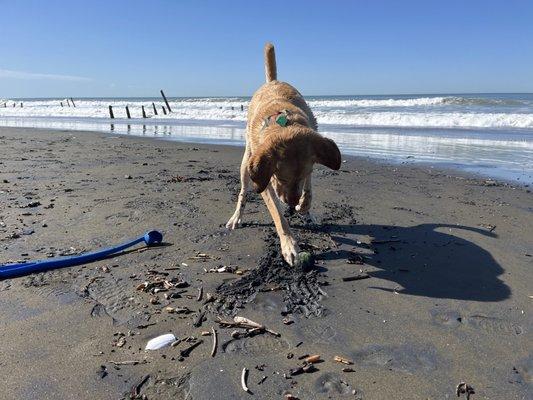 Sunny pre bath digging the beach nearby