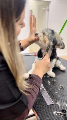 Lucy, rejected from various grooming shops, warmed up to us ! She is such a cute girl!