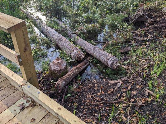 Evidence of beavers; pretty darn cool!