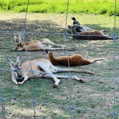 Kangaroos lounging in the shade