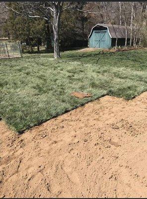 Fescue sod