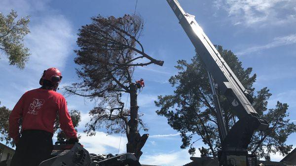 Dead pine removal with a crane. Safe and efficient.