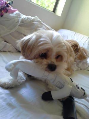 After his bath, being a playful little puppy!