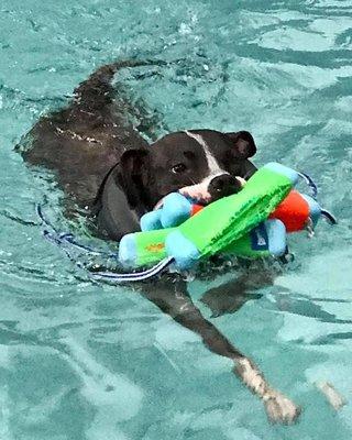 Atty loved pool.  Collected 4 toys at once